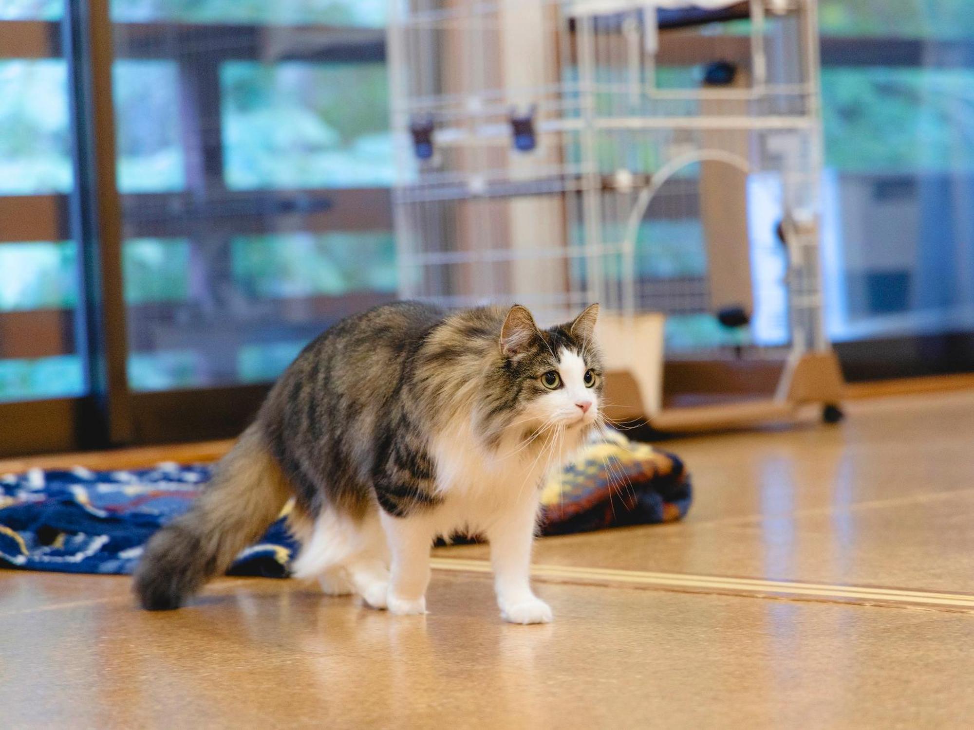 Вилла Labo Land Kurohime Shinano  Экстерьер фото